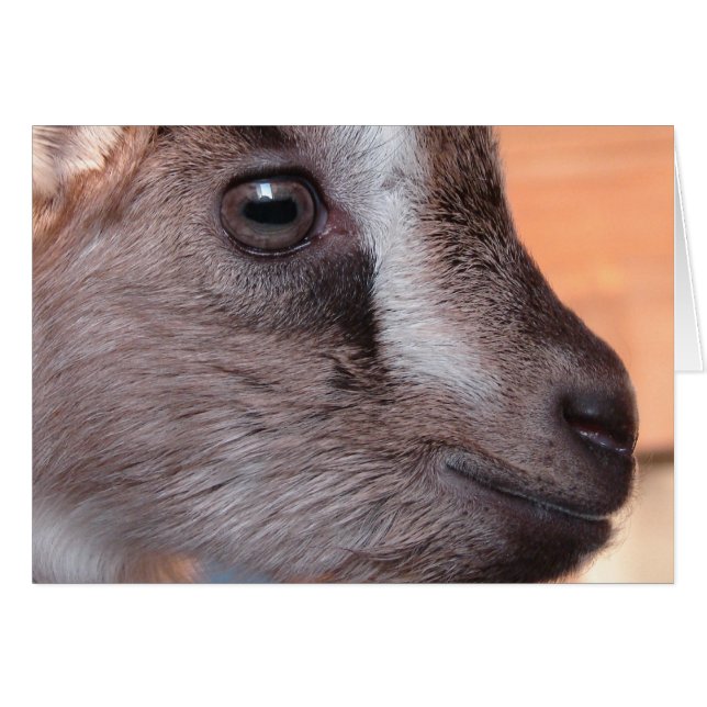 Lapin La Chèvre (Devant horizontal)