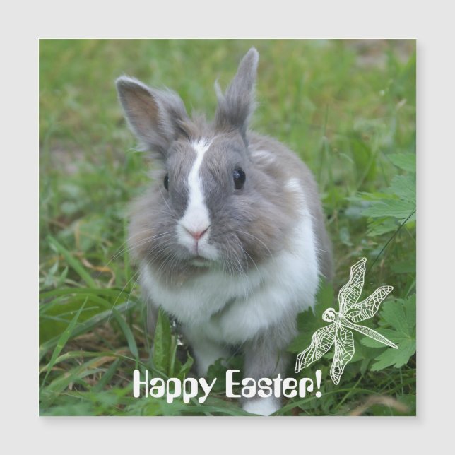 Lapin lapin (Devant)