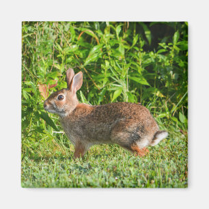 Lapin Lapin Faune Vert Nature Magnet Carré