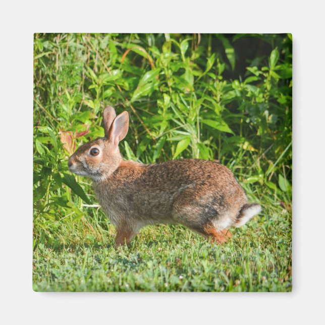 Lapin Lapin Faune Vert Nature Magnet Carré (Devant)