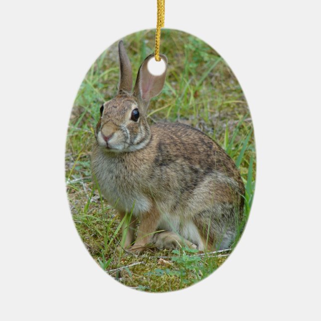 Lapin sauvage d'Amérique Ornement (Devant)