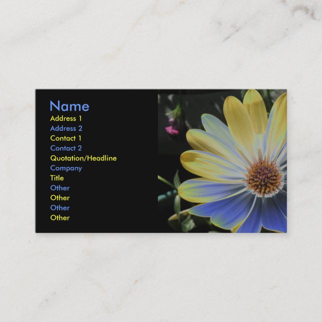 Lapis Daisy africain et Carte de visite Gold Custo (Devant)