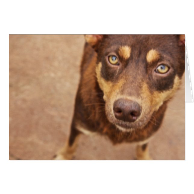 L'apparence d'amour (Devant horizontal)