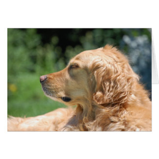 L'après-midi farniente au soleil