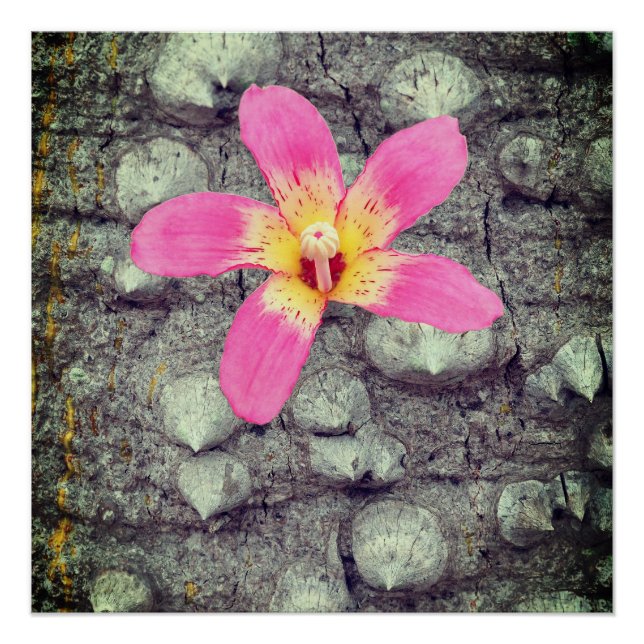 L'arbre à soie floss. Ceiba speciosa. Affiche (Devant)