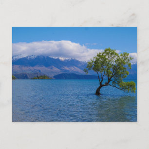 L'arbre de Wanaka, lac Wanaka, NZ - carte postale
