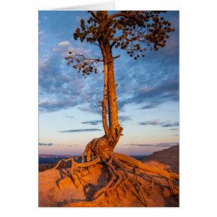 L'arbre s'accroche au rebord, parc national de