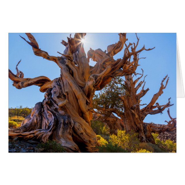 L'Arbre Sentinelle (Devant horizontal)