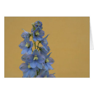 Larkspur bleu clair