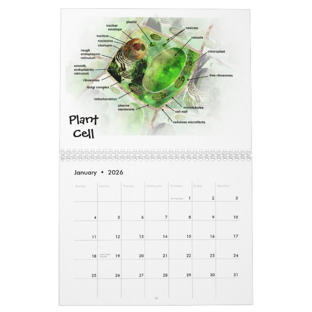 L'art du calendrier de la Science (Jan 2026)