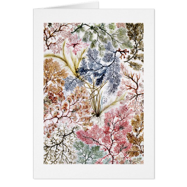 L'art en tissu de soie d'algues (Devant)