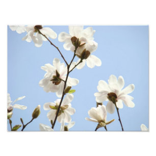 L'art floral de photographie imprime des fleurs de