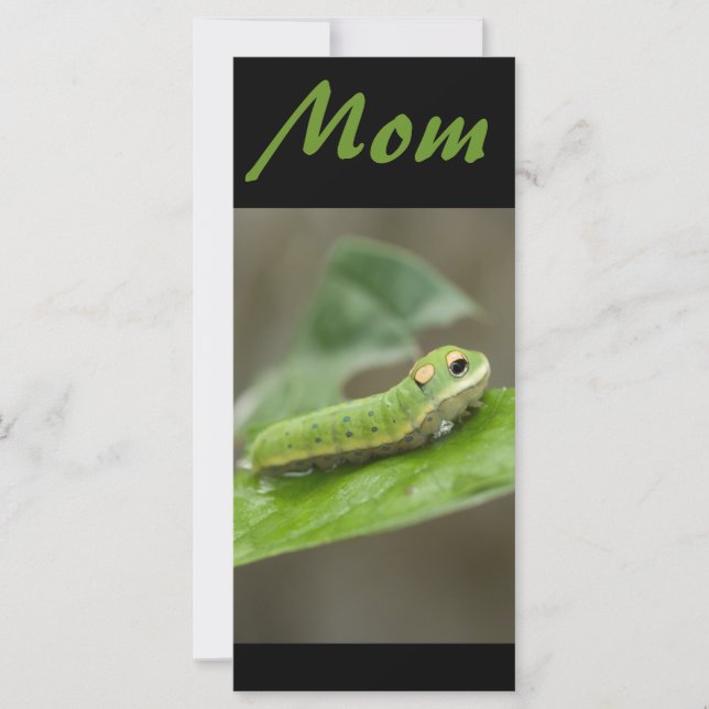 Larva de la chenille papillon (Devant)