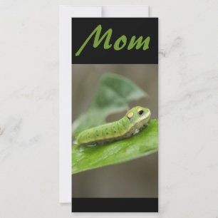 Larva de la chenille papillon