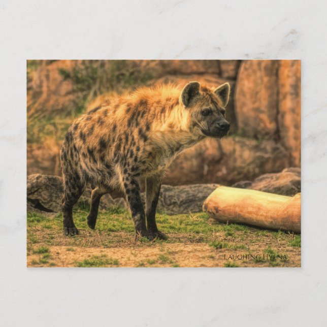 Laughing Hyena (Ver. 2.0) : Carte postale (Devant)