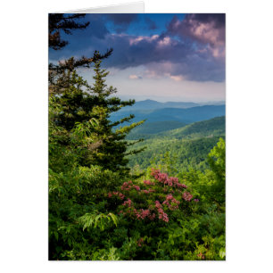 Laurel de montagne à Sunrise