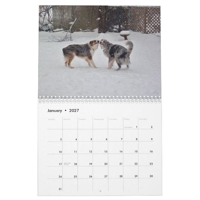 L'Australien Shepherds le calendrier 2013 (Jan 2027)