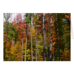 L'automne dans la forêt Photographie d'automne col