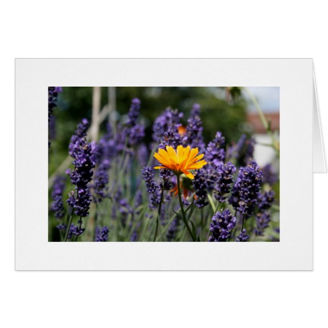 Lavande (Devant horizontal)