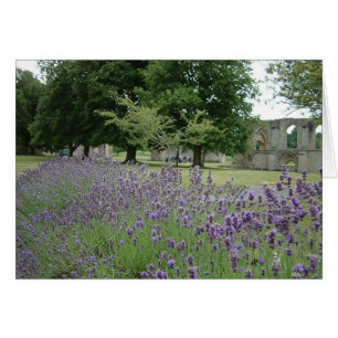 Lavande à Glastonbury