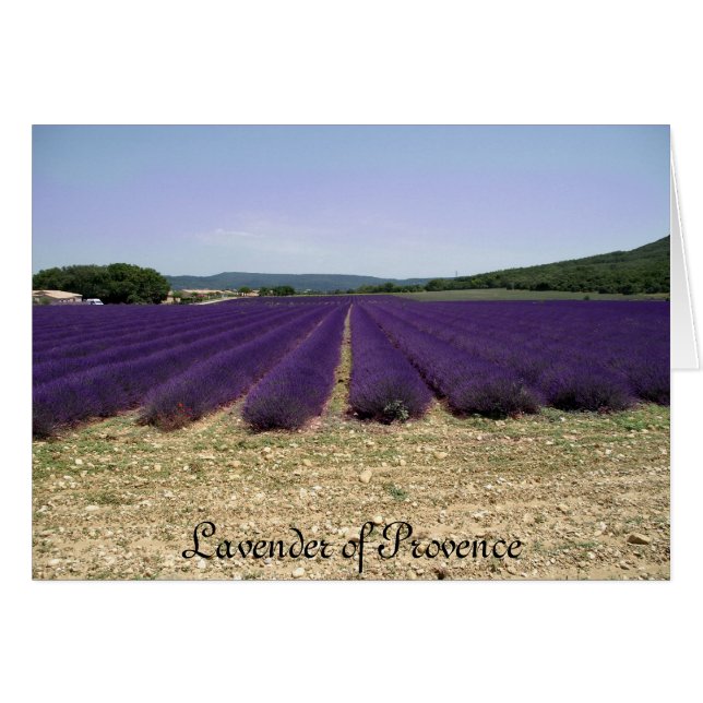 Lavande de Provence (Devant horizontal)
