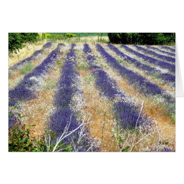 Lavande en Provence, S Cyr (Devant horizontal)