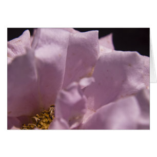 Lavendar Rose Pétales Card