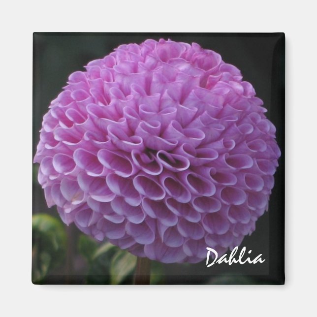 Lavender Dahlia Magnet (Devant)