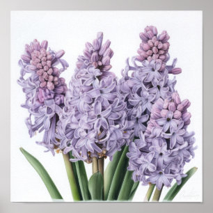 Lavender Hyacinth Flower Art Imprimer Poster