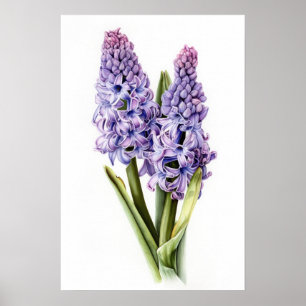 Lavender Hyacinth Flower Art Imprimer Poster
