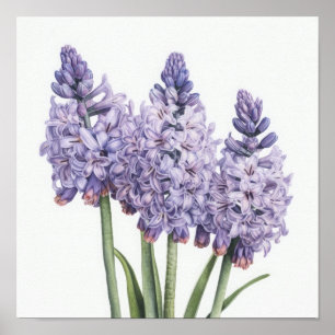 Lavender Hyacinth Flower Art Imprimer Poster