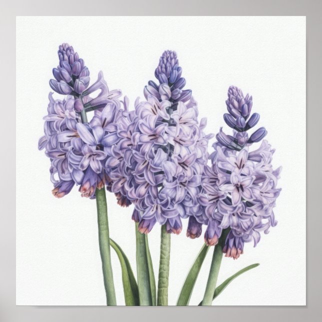 Lavender Hyacinth Flower Art Imprimer Poster (Devant)