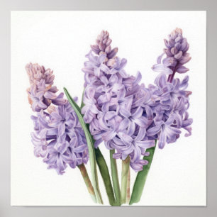 Lavender Hyacinth Flower Art Imprimer Poster
