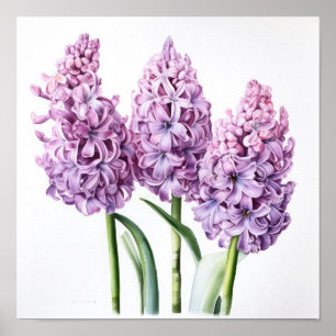 Lavender Hyacinth Flower Art Imprimer Poster