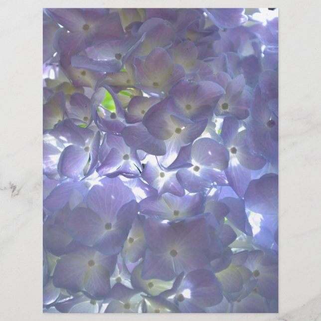 Lavender Hydrangeas fleurs violettes (Devant)