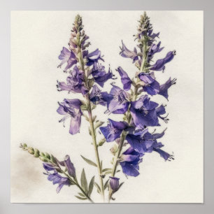 Lavender Larkspur Flower Art Imprimer Poster