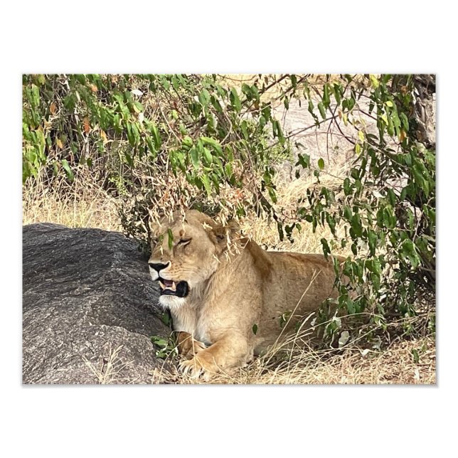 L'avertissement du roi – Impression photo de lion  (Devant)