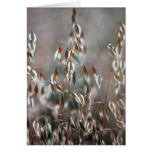 L'avoine mûre (Avena Sativa) Ferme. Ceres, Boland