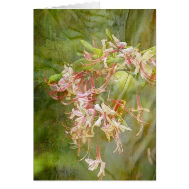L'azalée sauvage fleurit = printemps (Devant)