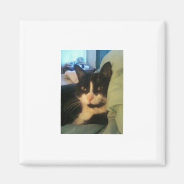 Lazey Magnet de chat (Devant)