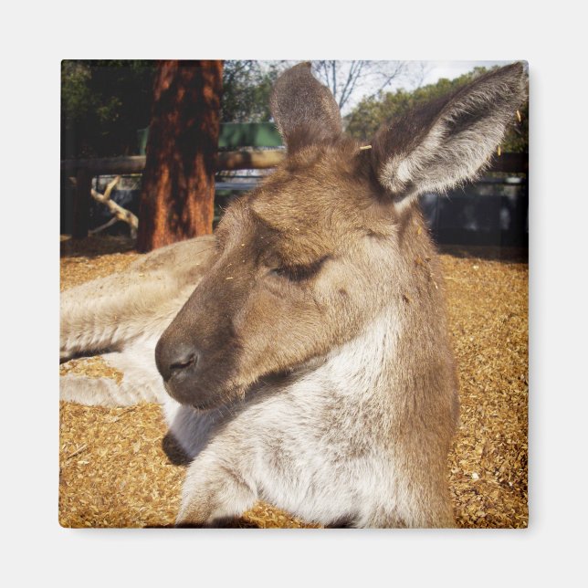 Lazing Kangaroo Gros plan, Aimant de réfrigérateur (Devant)
