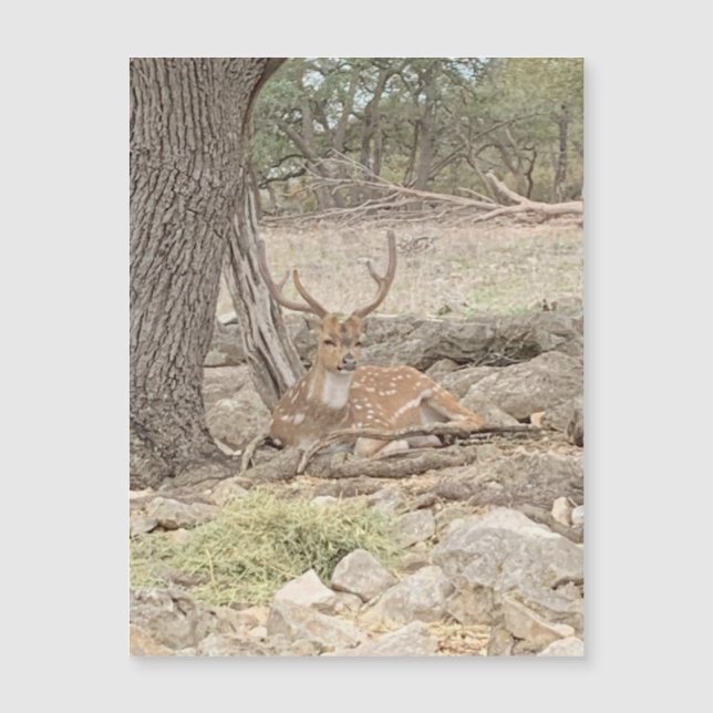 Lazy Deer Magnet (Devant)