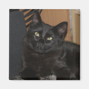 Lazy Ranger Magnet de chat