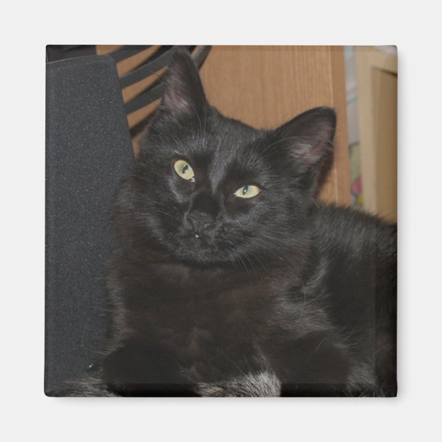 Lazy Ranger Magnet de chat (Devant)