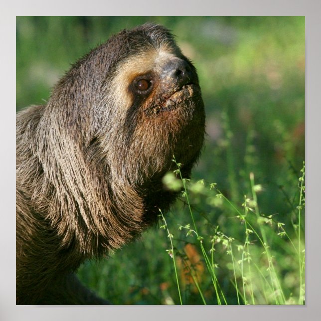Lazy Sloth Poster (Devant)