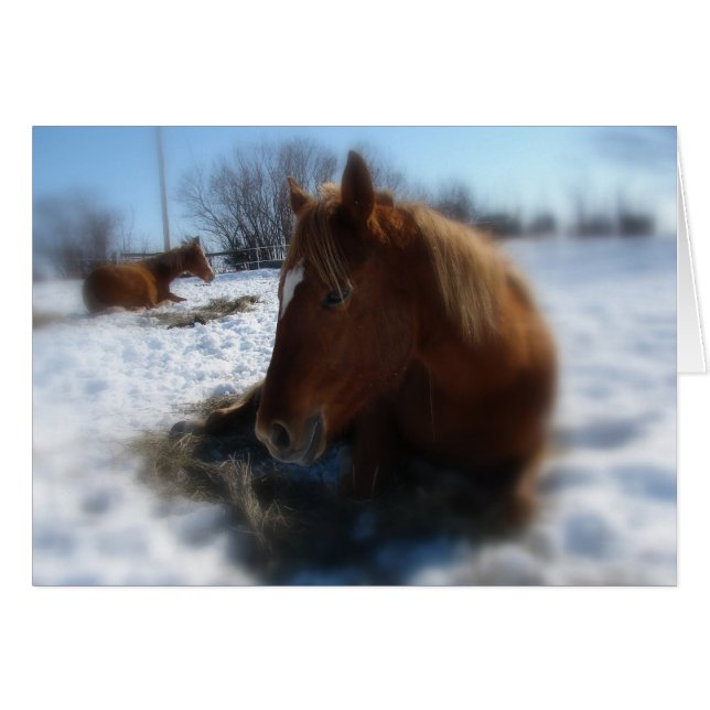 Lazy Winter Day (Devant horizontal)