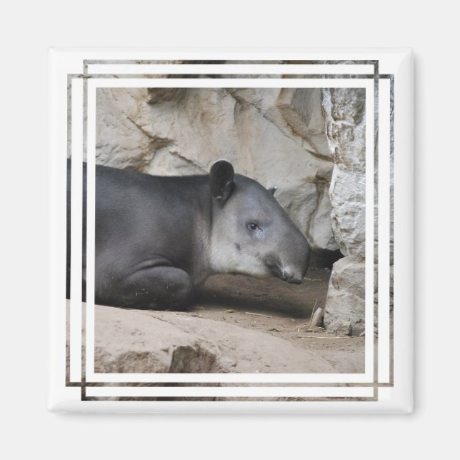 Le aimant tapir de Baird (Devant)