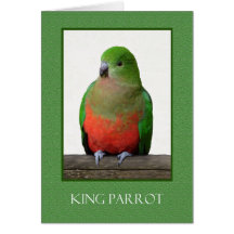 Le beau Roi Parrot, oiseau australien