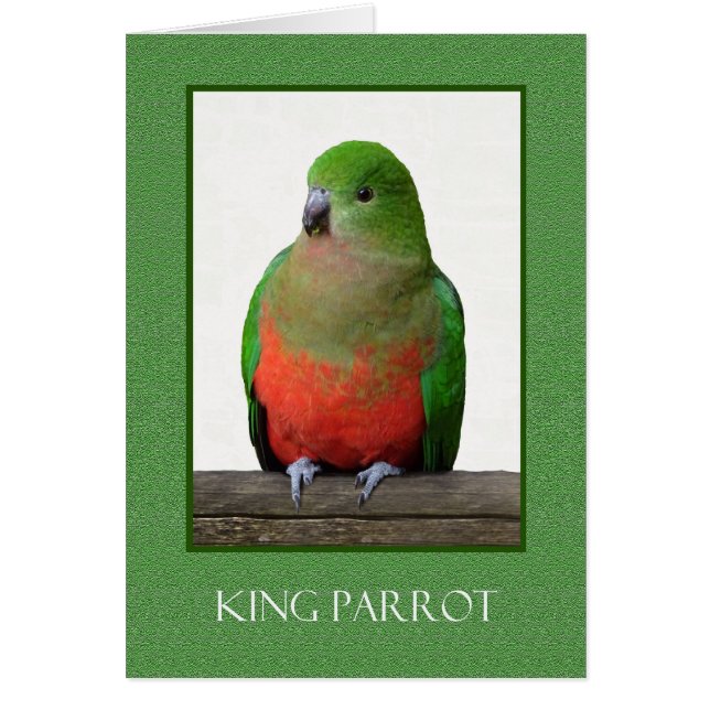 Le beau Roi Parrot, oiseau australien (Devant)