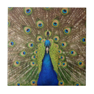 Le beaux paon et plumes impriment le carreau de